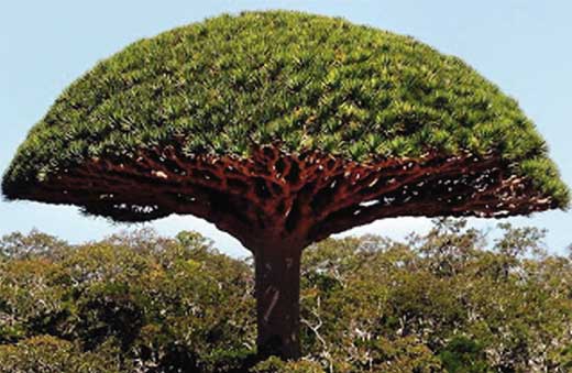 Arbol de la Vida