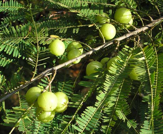 Phyllanthus emblica