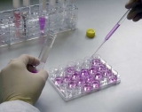 Celuloterapia: las clulas que revitalizan y rejuvenecen