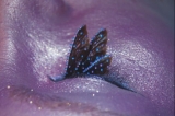Pont Ledesma en Global Face Art
