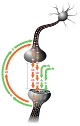 El sistema endocannabinoide